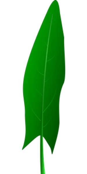 Vibrant Green Leafon Black Background