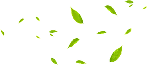 Vibrant Green Leaves Against Black Background PNG image