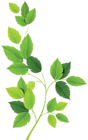Vibrant Green Leaves Branch PNG image