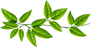 Vibrant Green Leaves Clipart PNG image