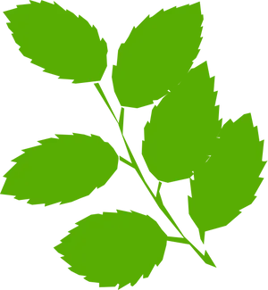 Vibrant Green Leaves Graphic PNG image
