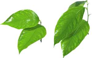 Vibrant Green Leaves Transparent Background PNG