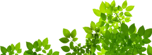 Vibrant Green Leaves Transparent Background PNG image