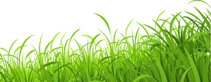 Vibrant_ Green_ Meadow_ Grass PNG image