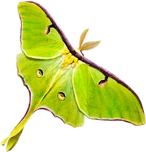 Vibrant Green Moth Wings PNG image