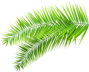 Vibrant Green Palm Frond PNG image