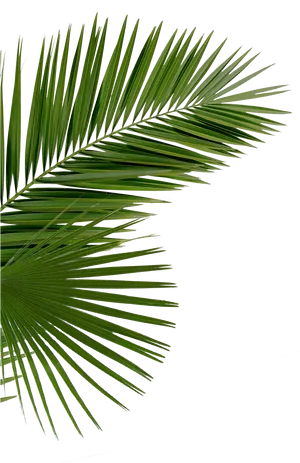 Vibrant Green Palm Frond PNG image