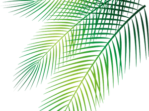 Vibrant Green Palm Fronds PNG image