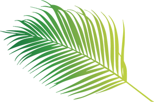 Vibrant Green Palm Leaf PNG image