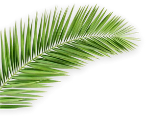 Vibrant Green Palm Leaf PNG image