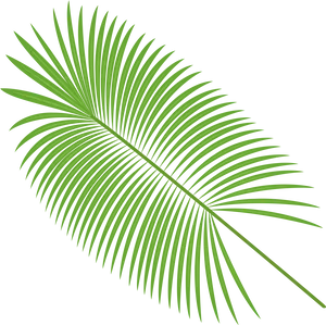 Vibrant Green Palm Leaf PNG image