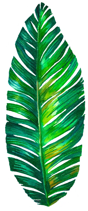 Vibrant Green Palm Leaf Illustration.png PNG image