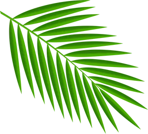 Vibrant Green Palm Leaf PNG image