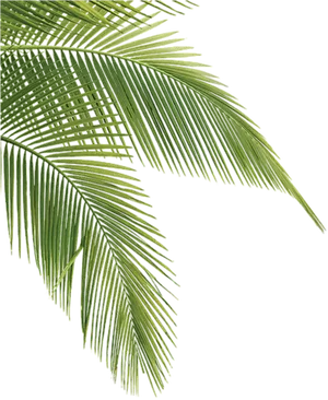 Vibrant Green Palm Leaves PNG image