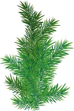 Vibrant Green Pine Branch.png PNG image