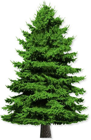 Vibrant Green Pine Tree Isolatedon Black PNG image