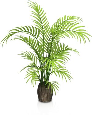 Vibrant Green Potted Palm Plant PNG image