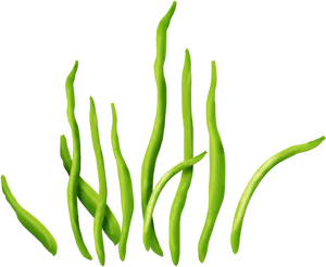 Vibrant Green Seaweed Strands PNG image