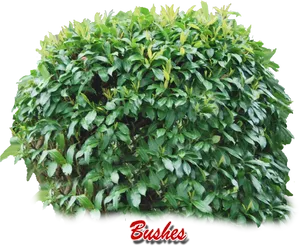 Vibrant Green Shrubbery PNG