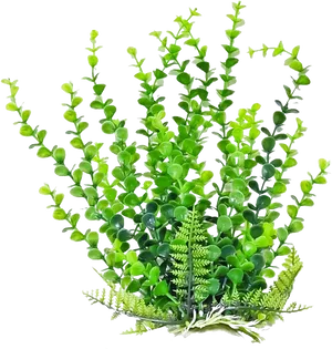 Vibrant Green Succulent Cluster.jpg PNG image