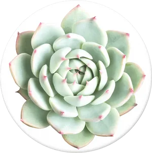 Vibrant Green Succulent Top View PNG image