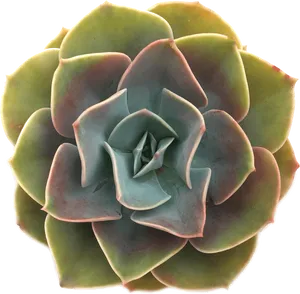 Vibrant Green Succulent Top View PNG image