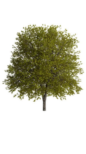 Vibrant Green Tree Black Background