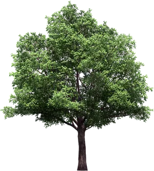 Vibrant Green Tree Black Background PNG image