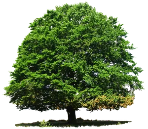Vibrant Green Tree Isolated.png