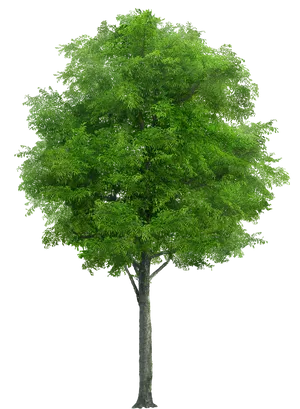 Vibrant Green Tree Isolatedon Black