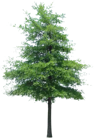 Vibrant Green Tree Isolatedon Black PNG image