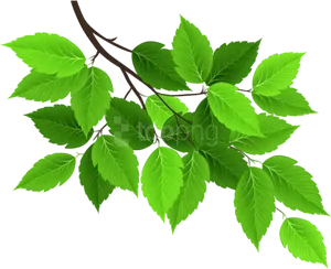 Vibrant Green Tree Leaves PNG image