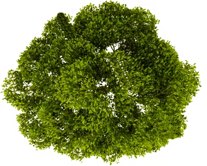 Vibrant Green Tree Top View