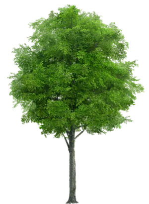 Vibrant Green Treeon Black Background