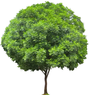 Vibrant Green Tropical Tree.png PNG image