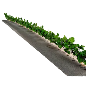 Vibrant Green Vine Along Pathway PNG image