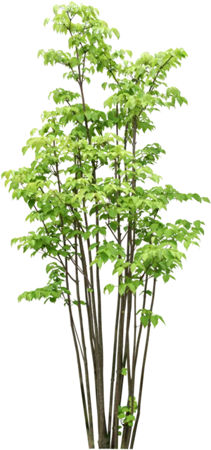 Vibrant Green Young Tree Black Background.jpg