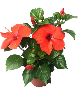 Vibrant_ Hibiscus_ Flower_ Pot PNG image