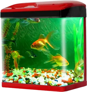 Vibrant Home Aquarium