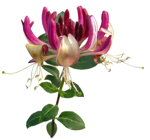 Vibrant_ Honeysuckle_ Bloom.png