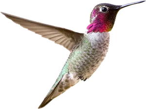 Vibrant Hummingbird In Flight.png PNG image