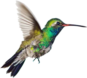 Vibrant Hummingbird In Flight.png PNG image