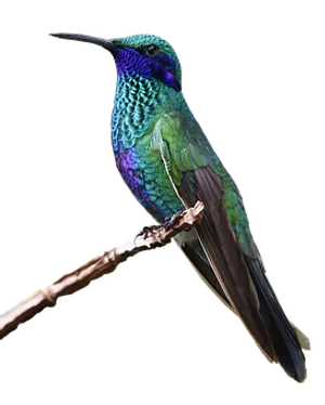 Vibrant Hummingbird Perched PNG image