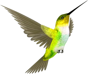 Vibrant Hummingbirdin Flight PNG image