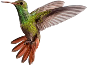 Vibrant Hummingbirdin Flight PNG image