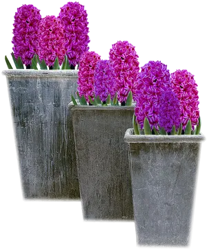 Vibrant Hyacinthsin Pots PNG image
