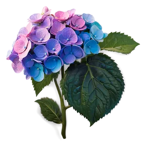 Vibrant Hydrangea Png 05242024 PNG image
