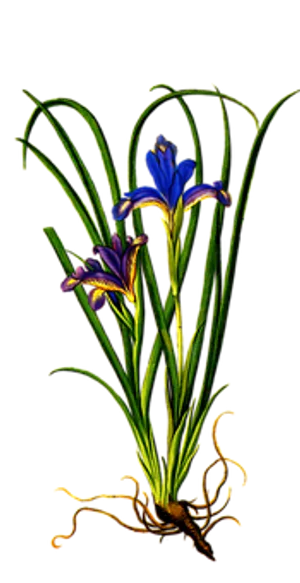 Vibrant Iris Flower Art PNG image