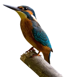 Vibrant Kingfisher Perched