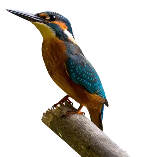 Vibrant Kingfisher Perched